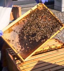 Den Bienen auf dem Dach des Lindenhofspitals geht es gut