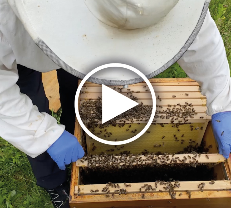 So sieht das aus, wenn ein Bienenschwarm in sein neues Zuhause einzieht.